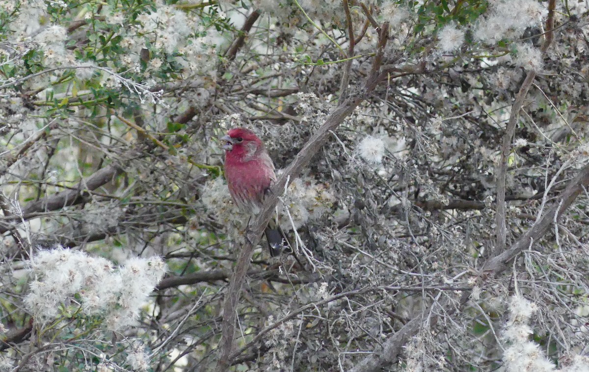 House Finch - ML646070423
