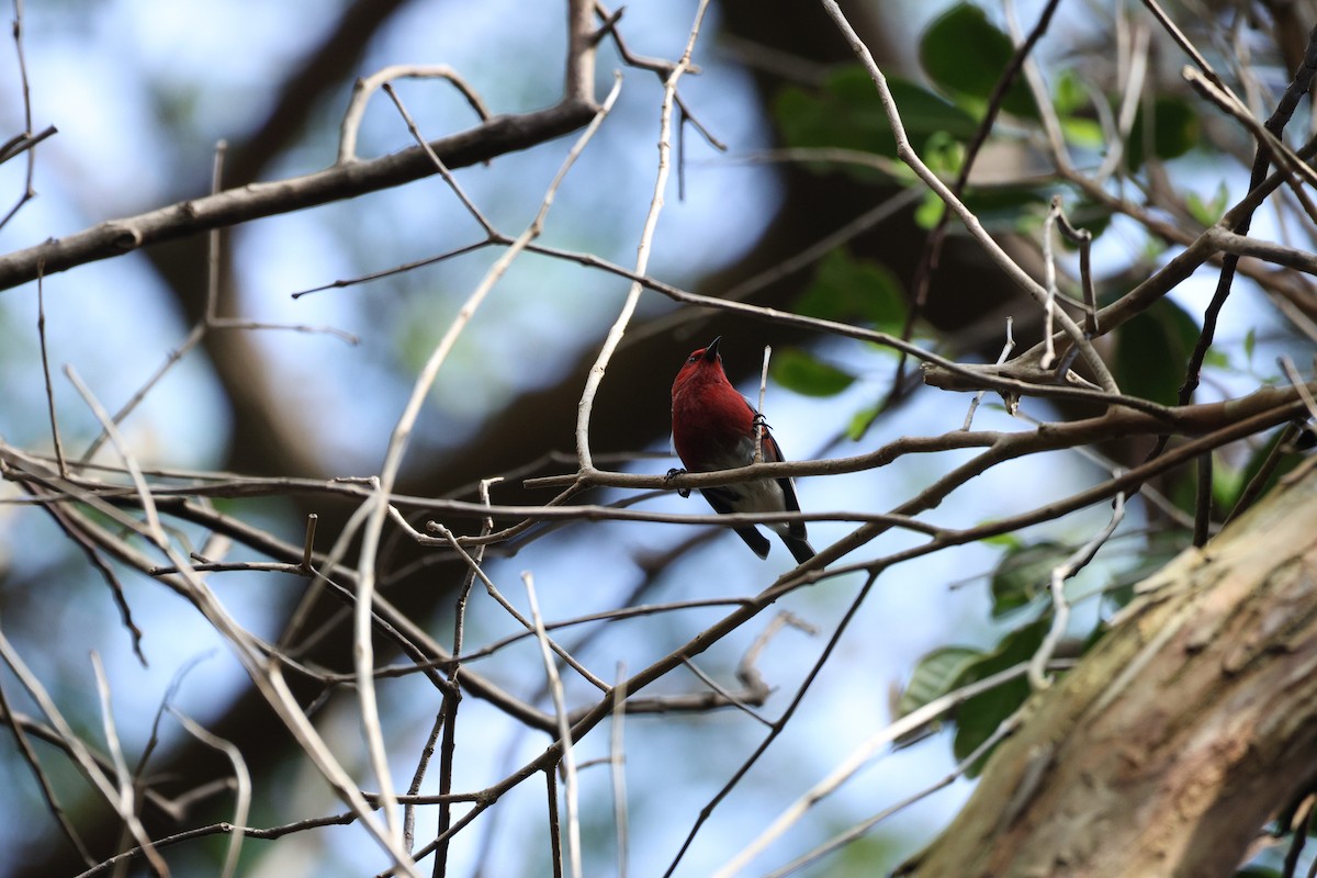 Apapane - ML646070426