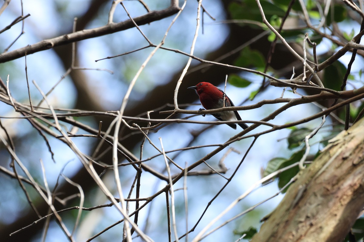 Apapane - ML646070427