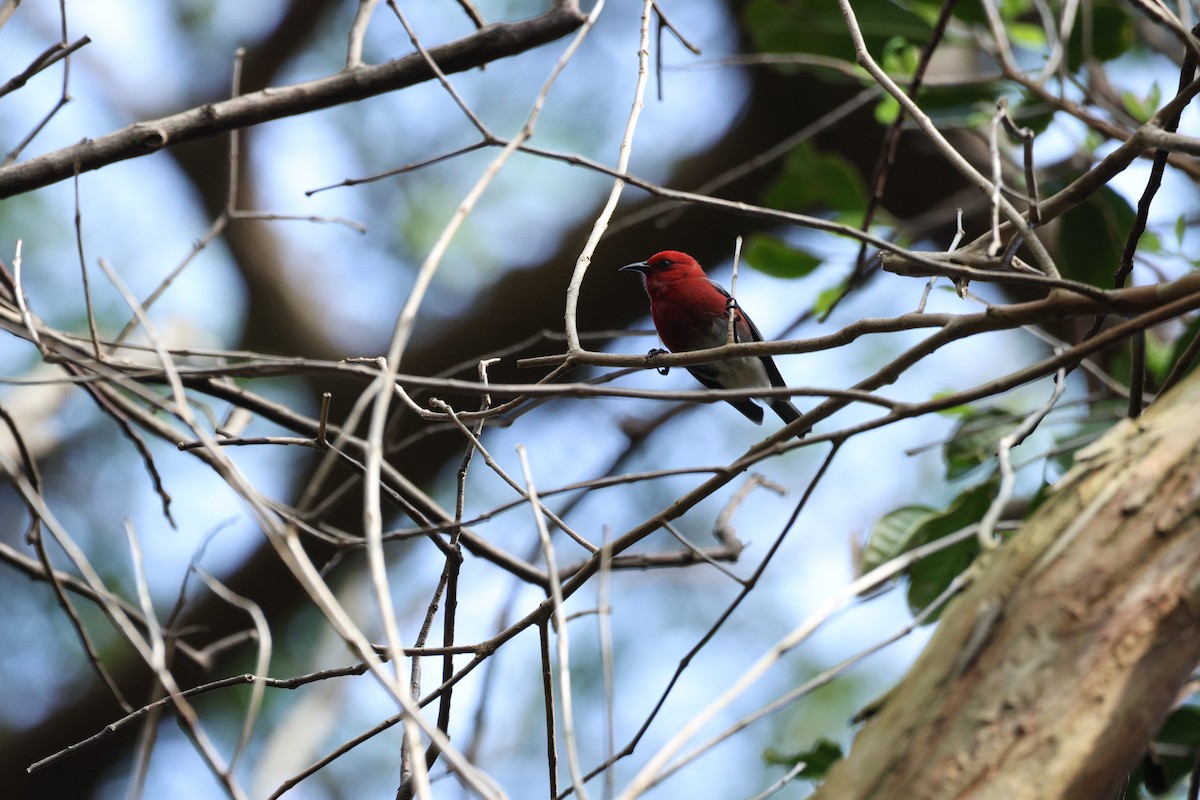 Apapane - ML646070428