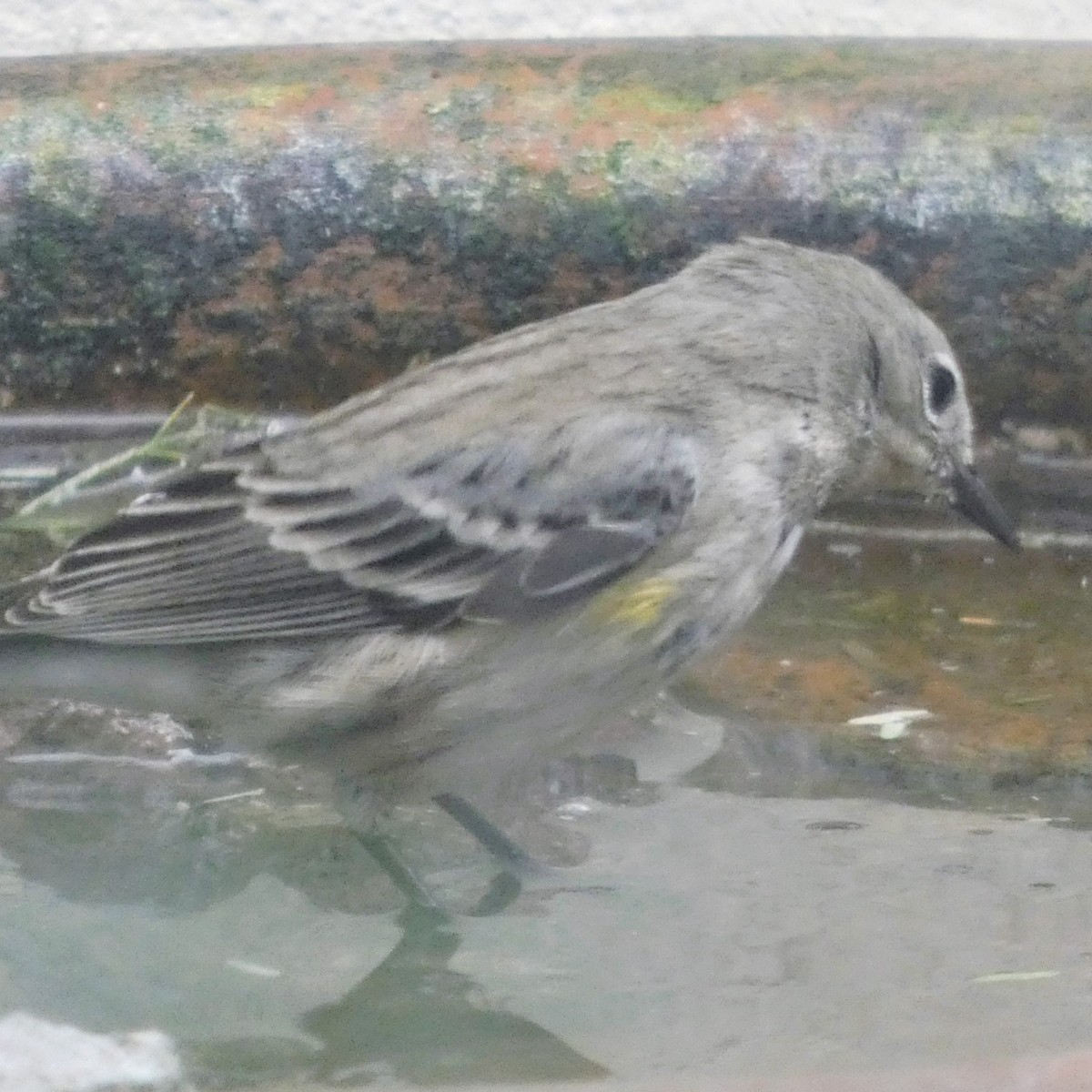 lesňáček žlutoskvrnný - ML646070429