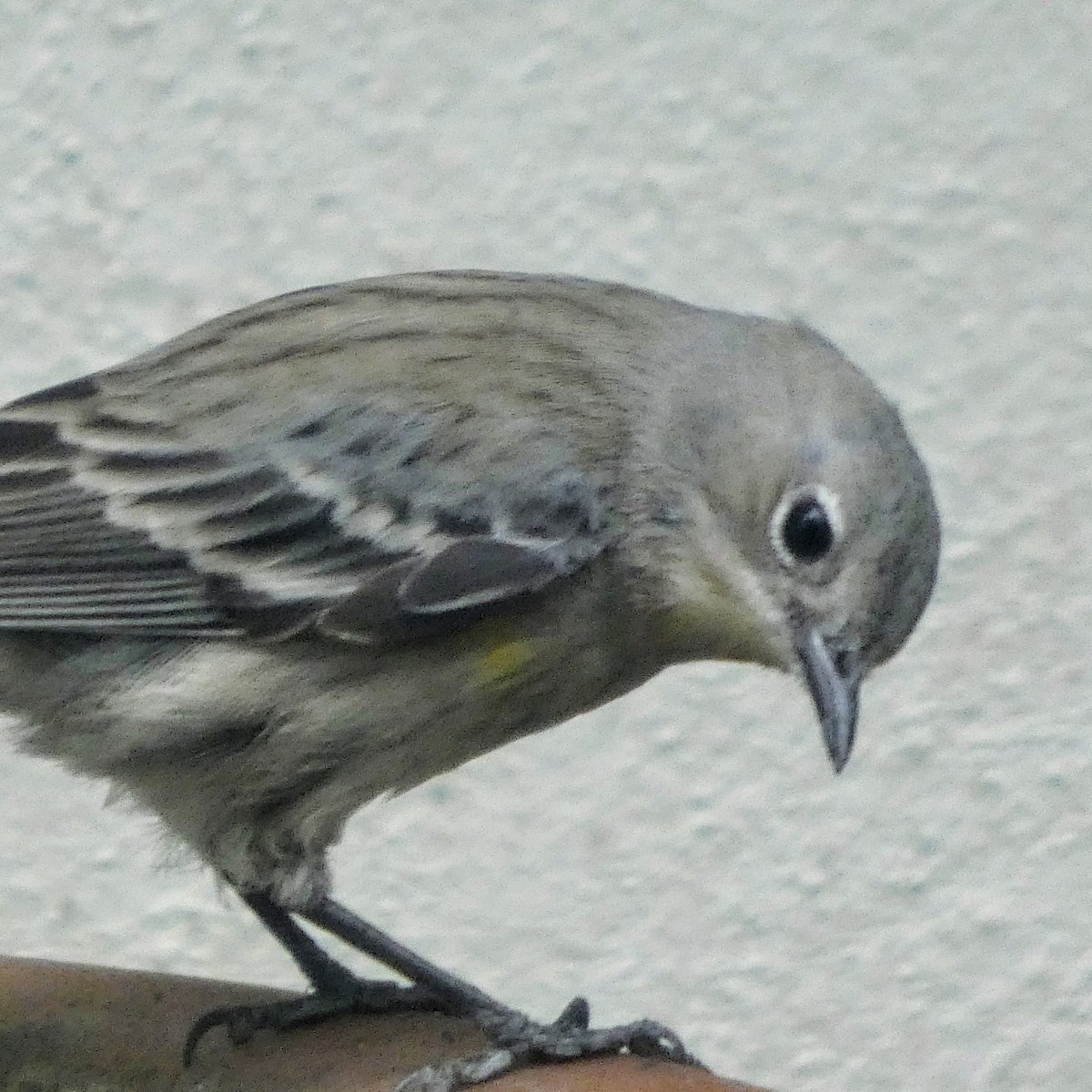 lesňáček žlutoskvrnný - ML646070440