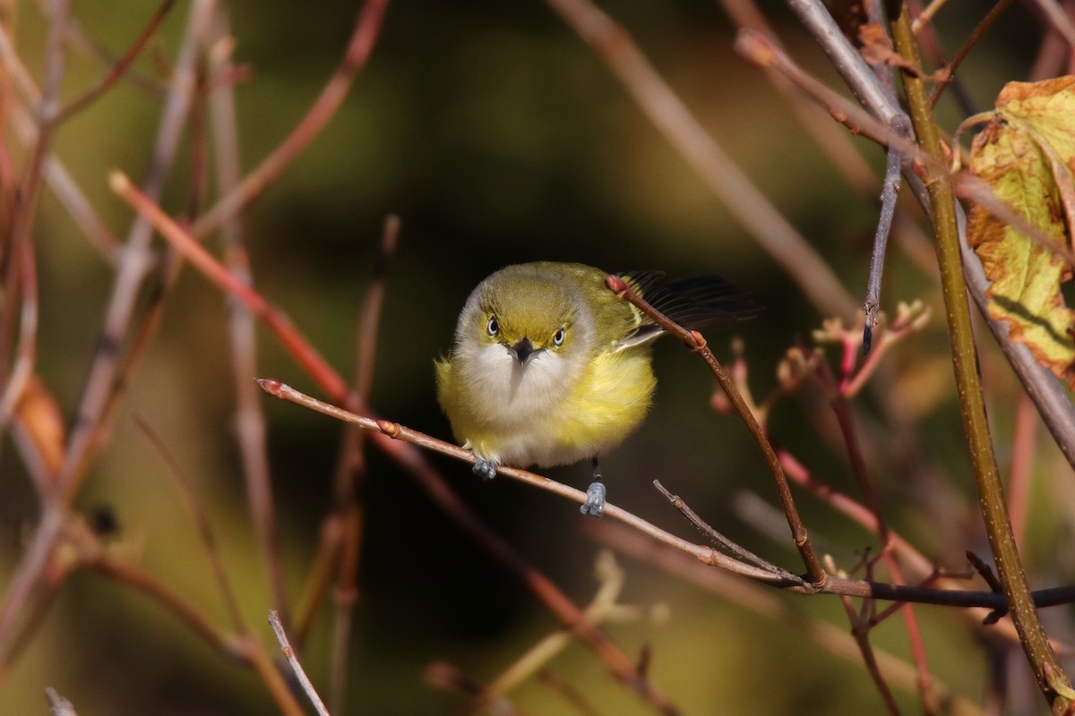 zelenáček bělooký - ML646070441