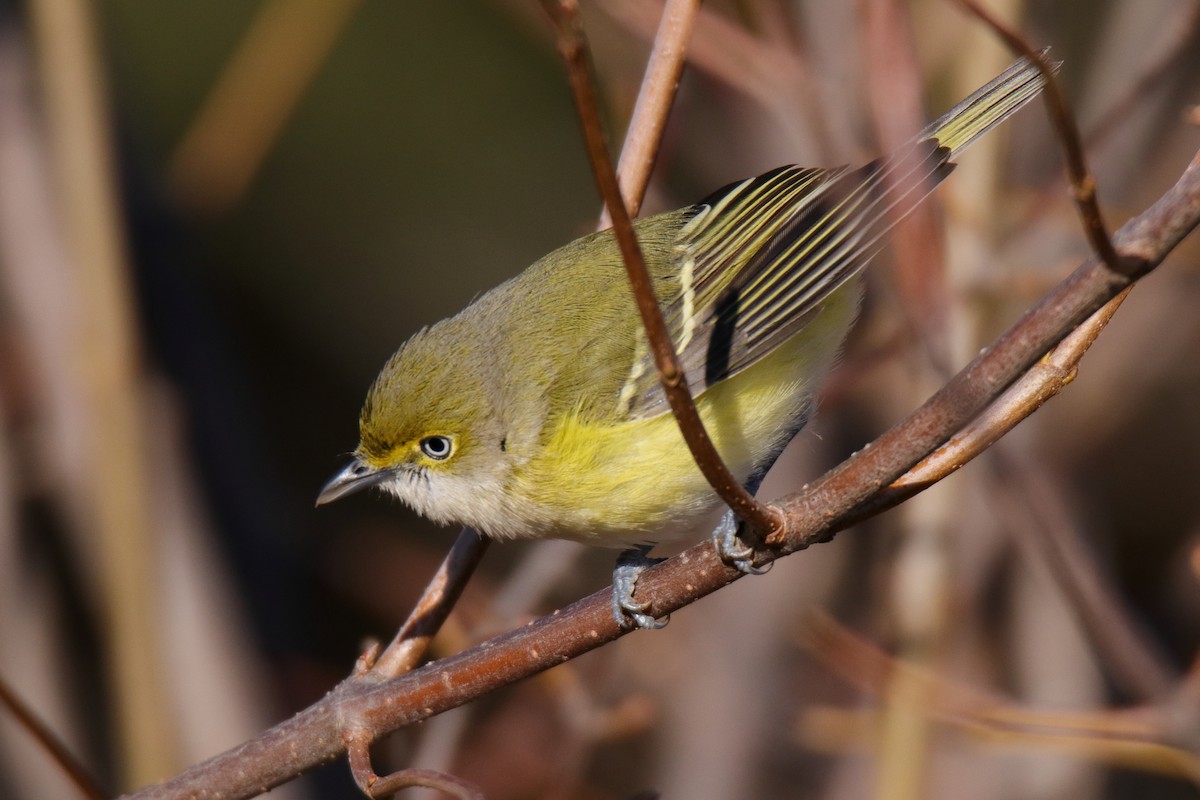 zelenáček bělooký - ML646070444