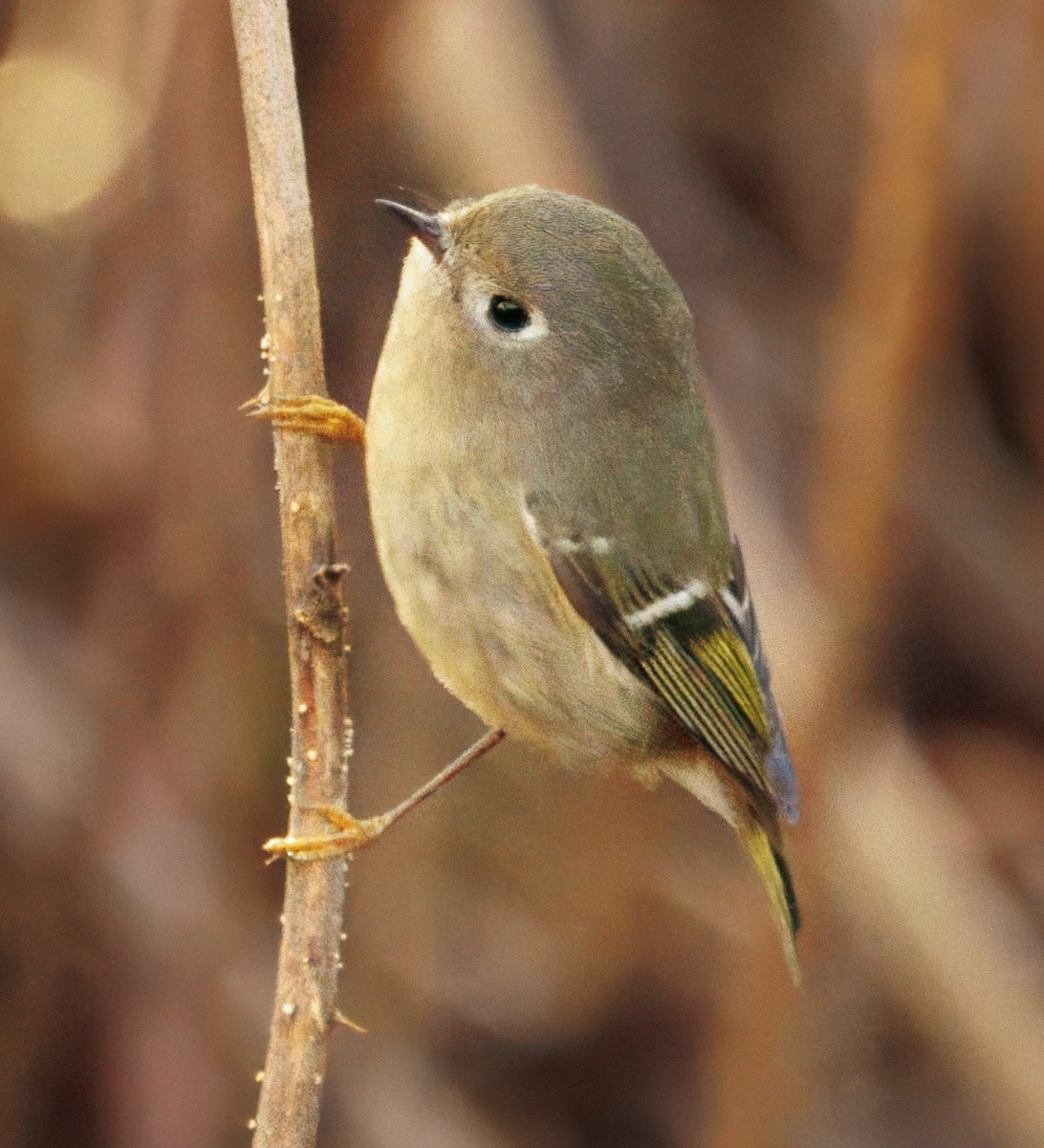 Ruby-crowned Kinglet - ML646070452
