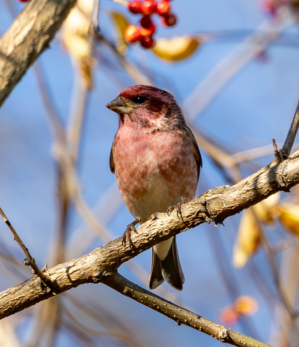 purpurfink - ML646070456