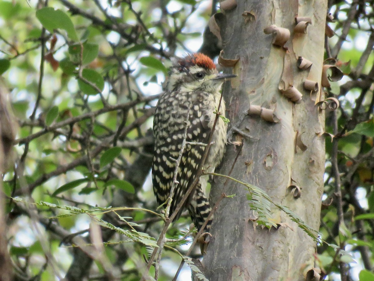 Checkered Woodpecker - ML646070457
