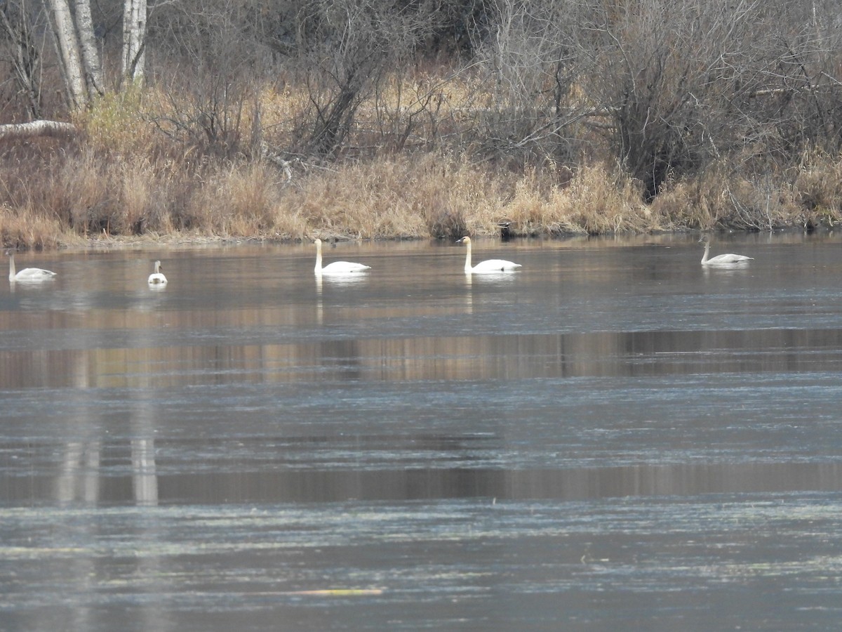 Trumpeter Swan - ML646070458
