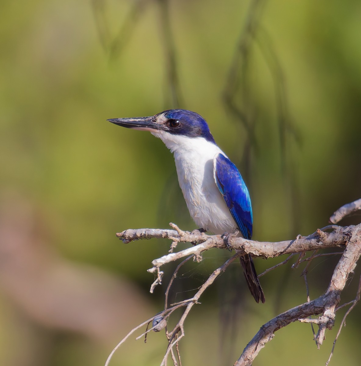 Forest Kingfisher - ML646070459
