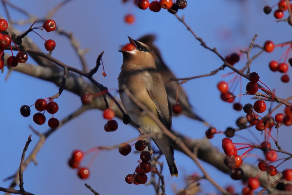 ヒメレンジャク - ML646070467