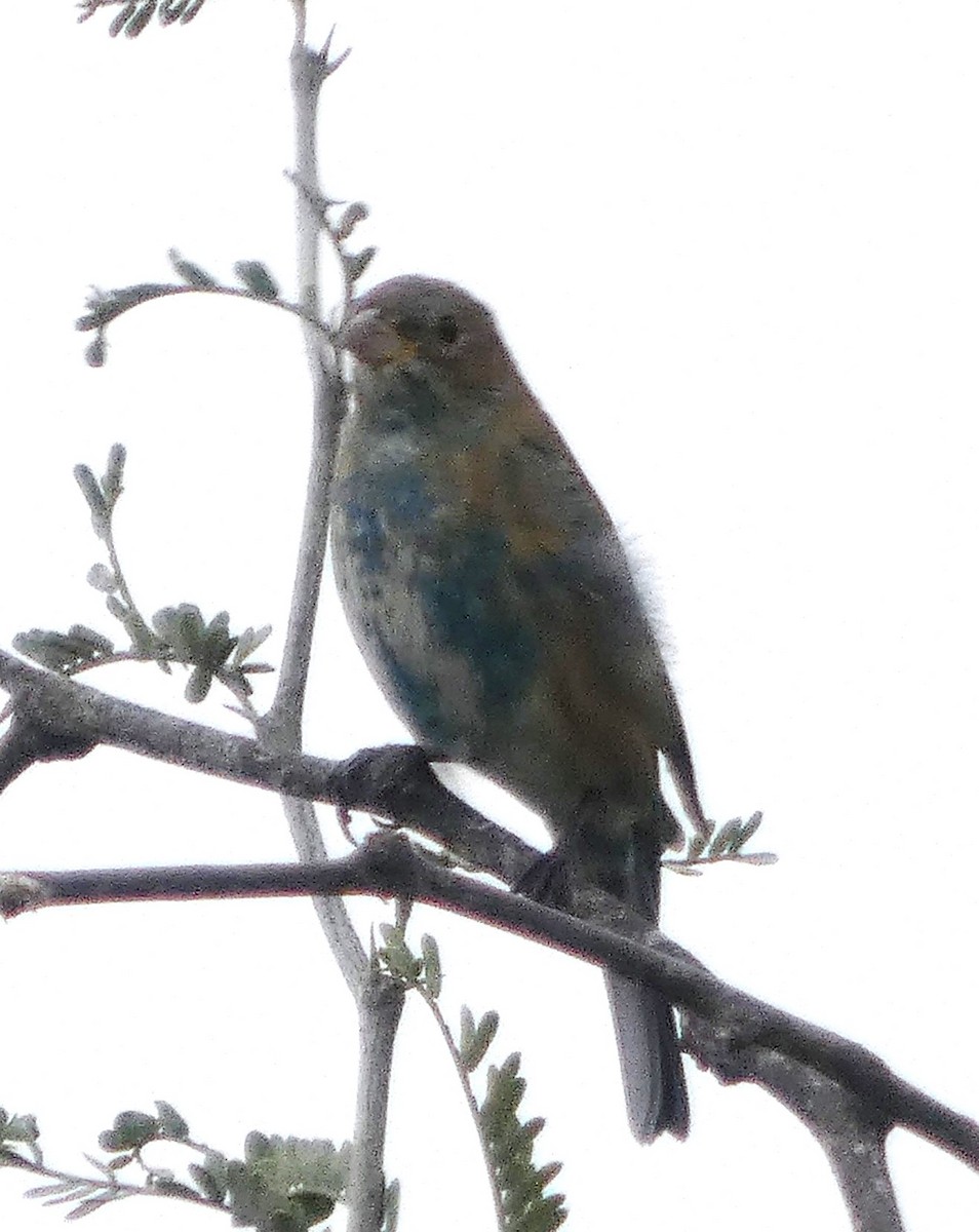 Индиговый колорин - ML646070484