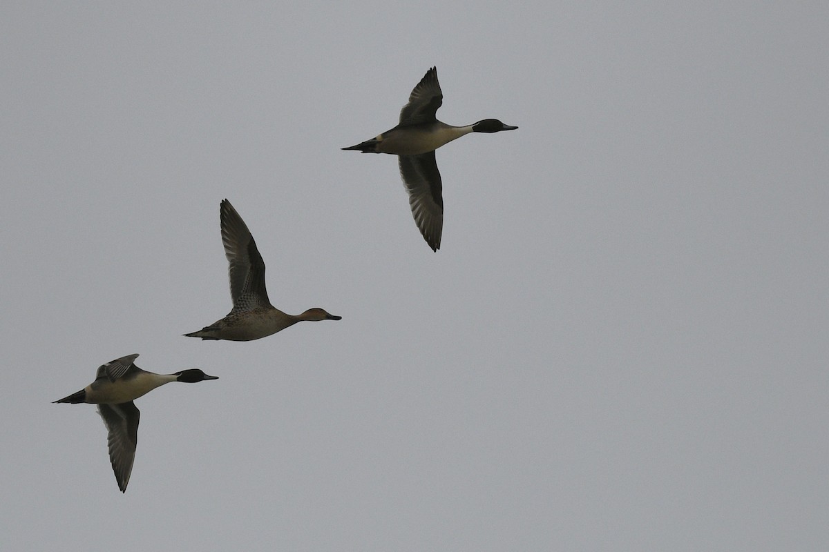 Northern Pintail - ML646070488