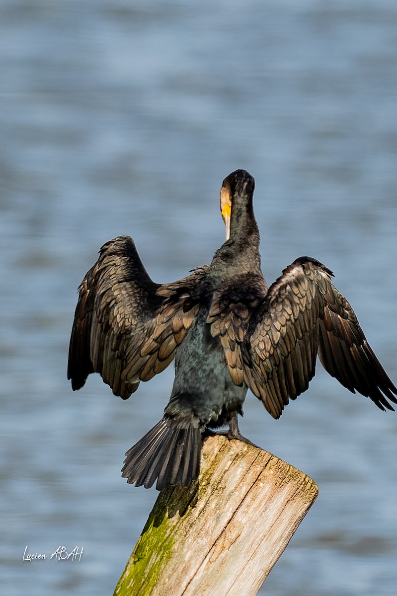 kormorán velký - ML646070494