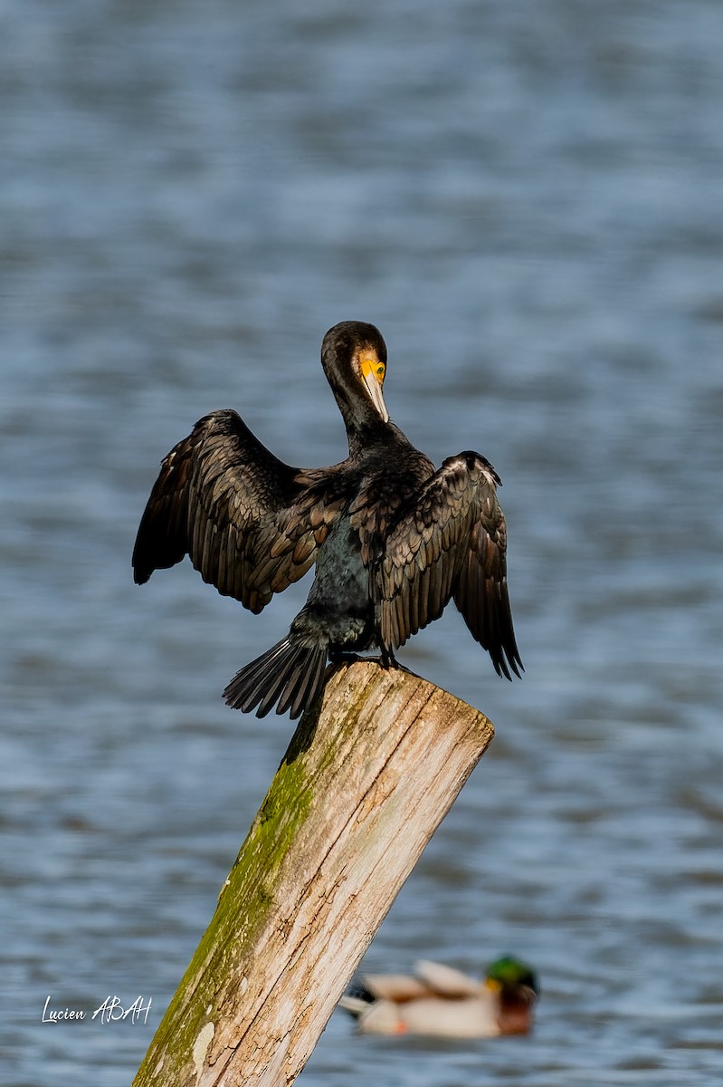 kormorán velký - ML646070495