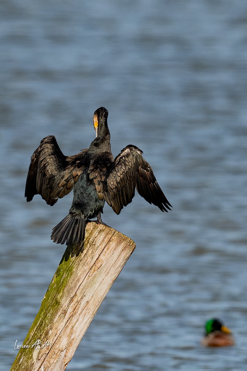 kormorán velký - ML646070496