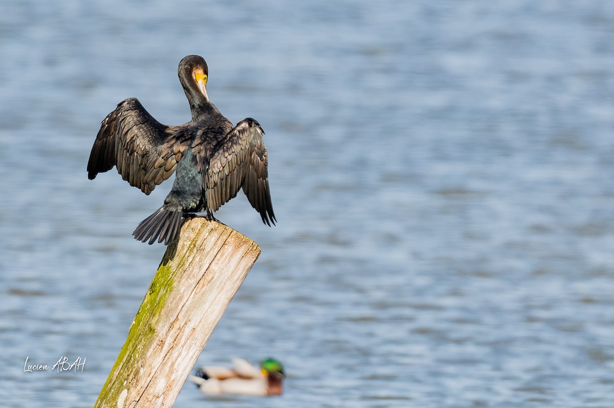 kormorán velký - ML646070497