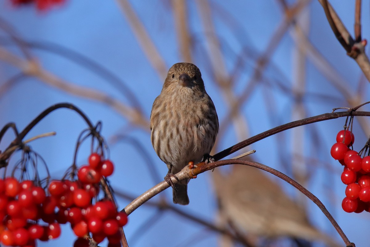 hýl rudoprsý - ML646070499