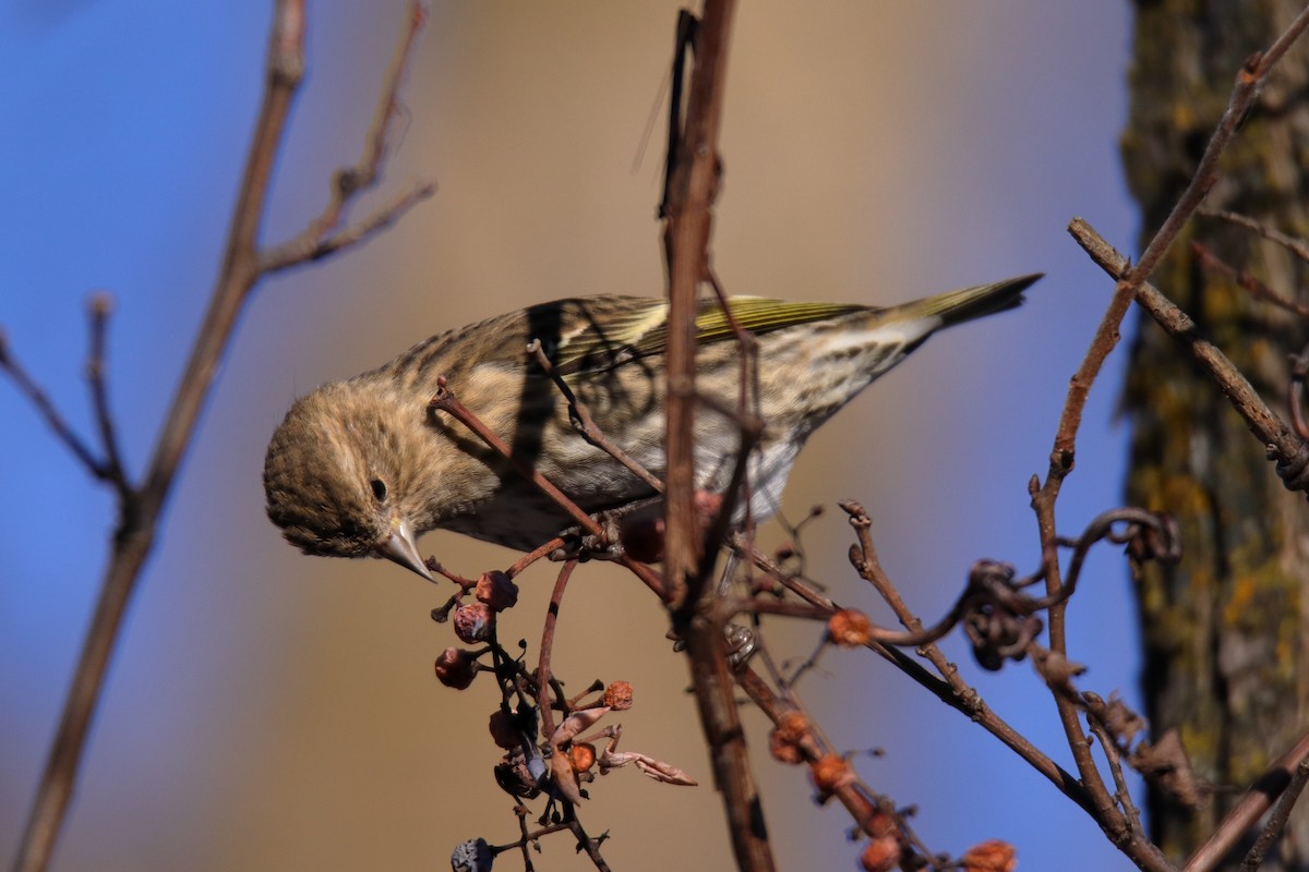 čížek severoamerický - ML646070500