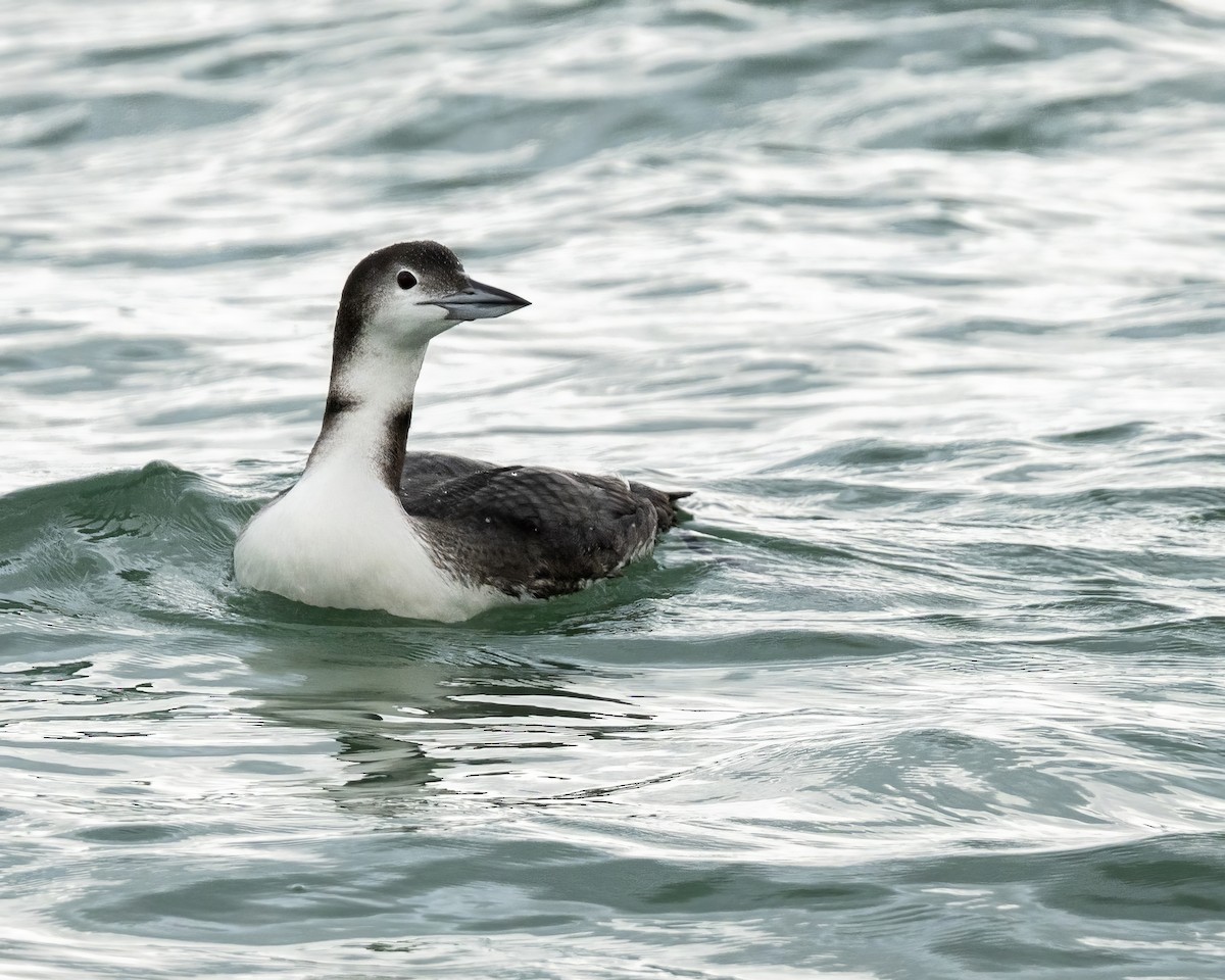 Common Loon - ML646070501
