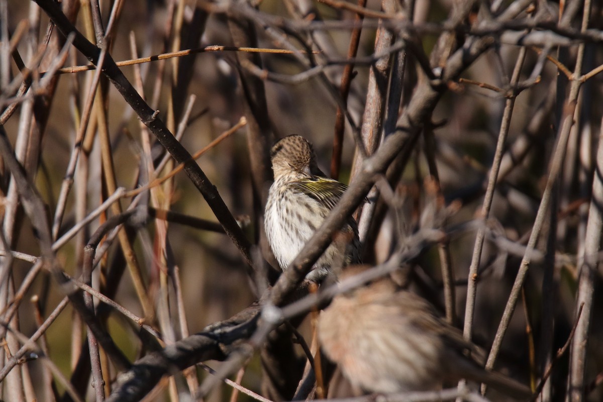 čížek severoamerický - ML646070505