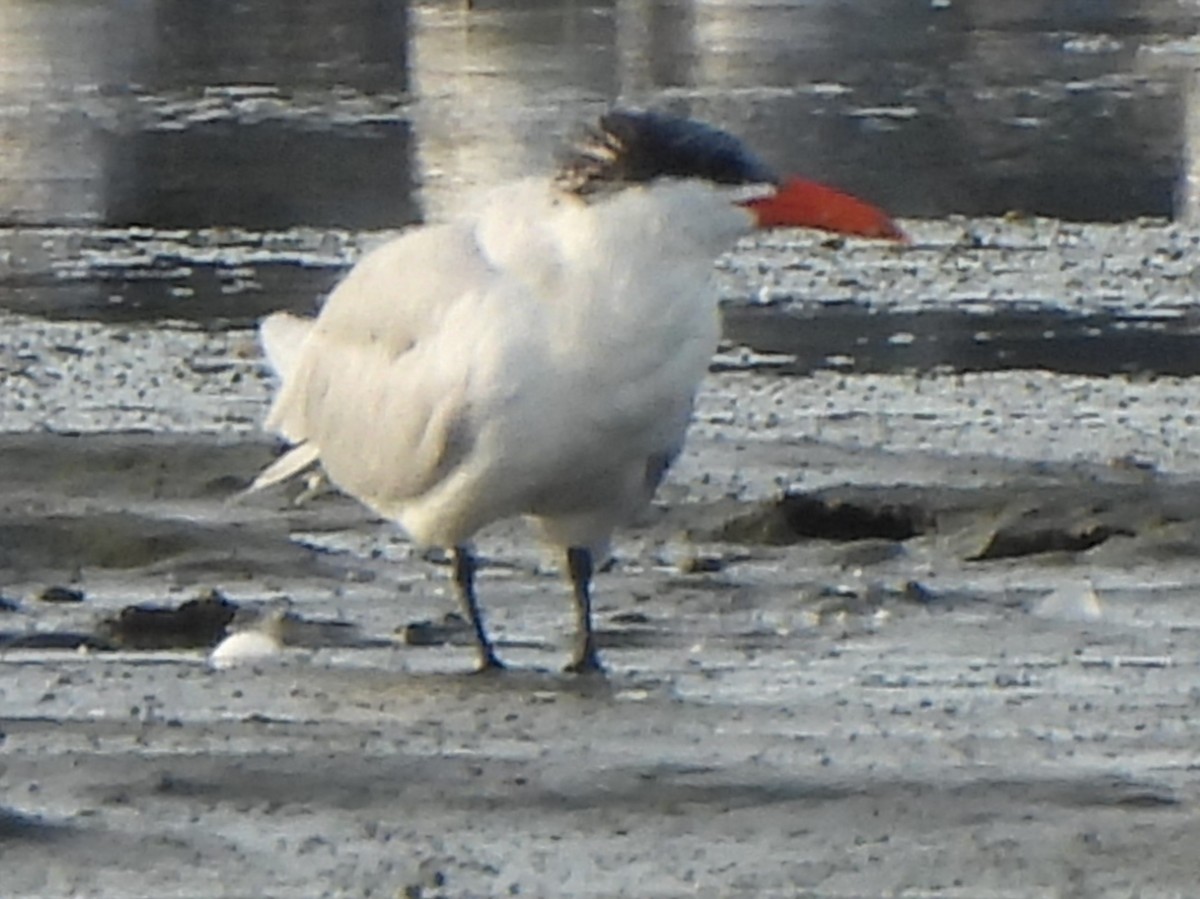 Hazar Sumrusu - ML646070506