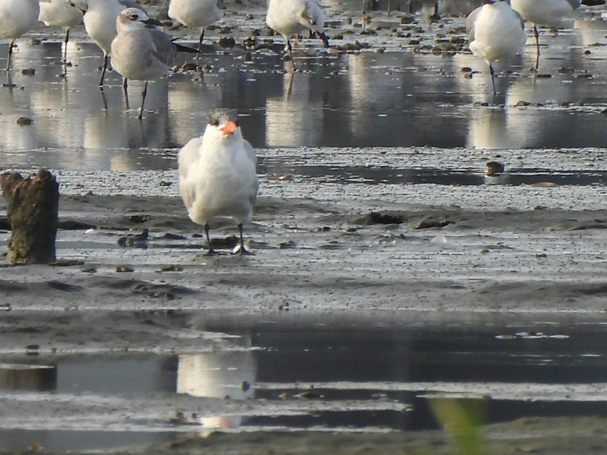 Hazar Sumrusu - ML646070508