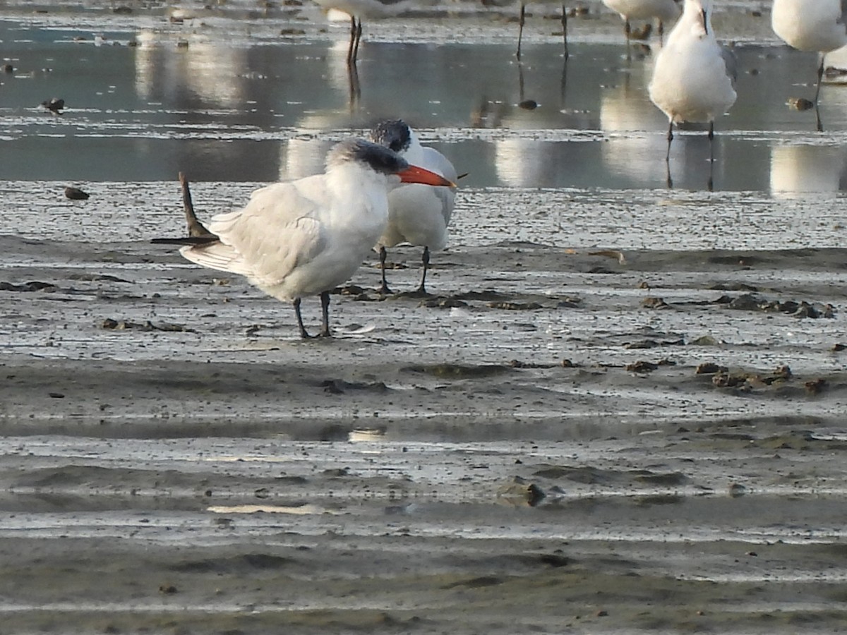 Hazar Sumrusu - ML646070509