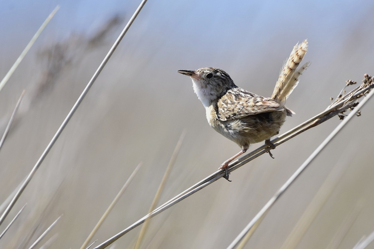 Grass Wren - ML646070511
