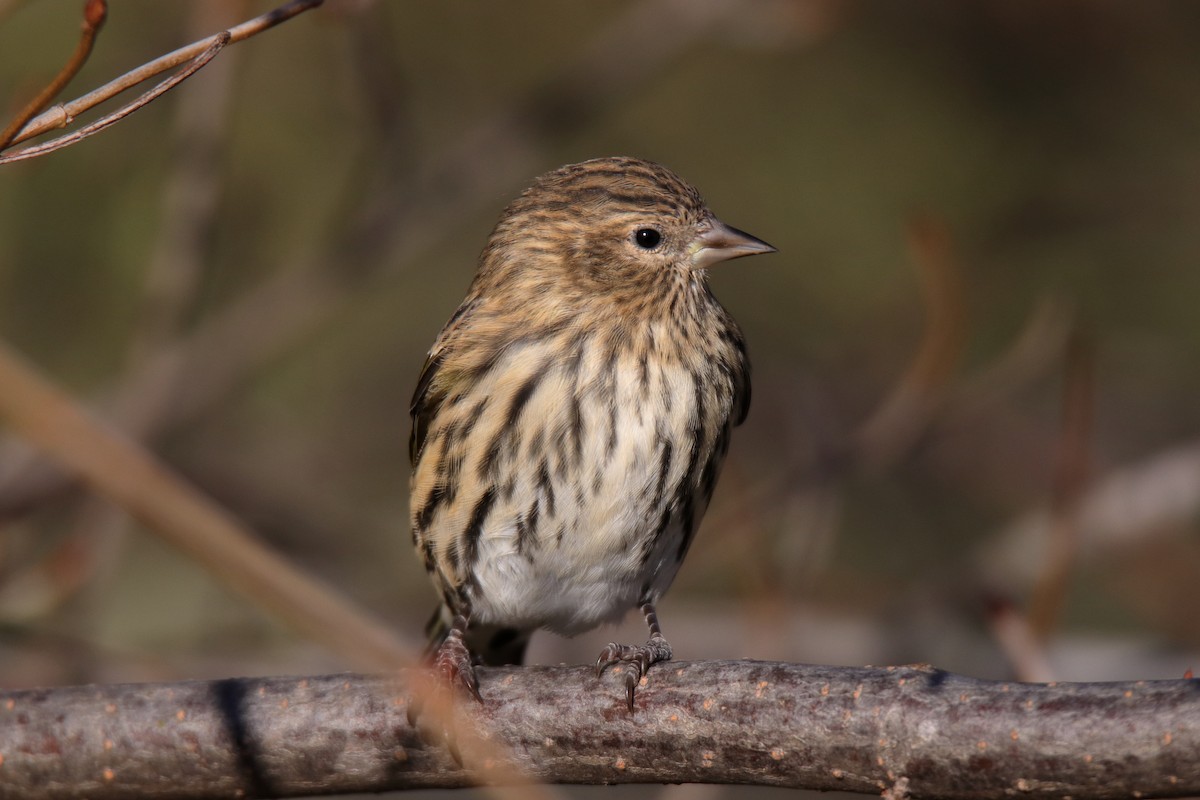 čížek severoamerický - ML646070512