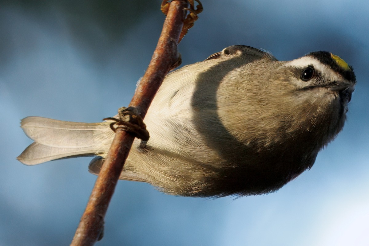 Golden-crowned Kinglet - ML646070513