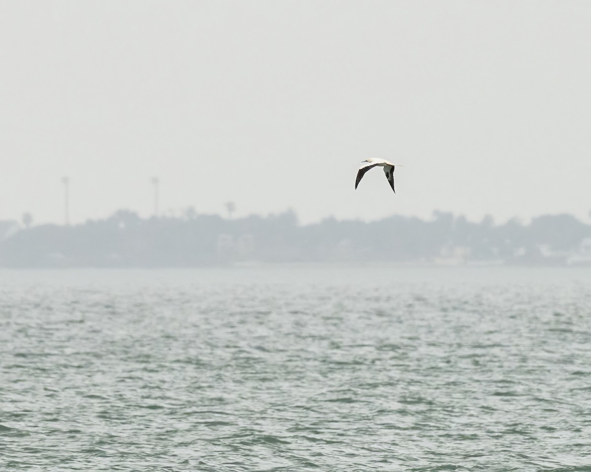 Red-footed Booby - ML646070514