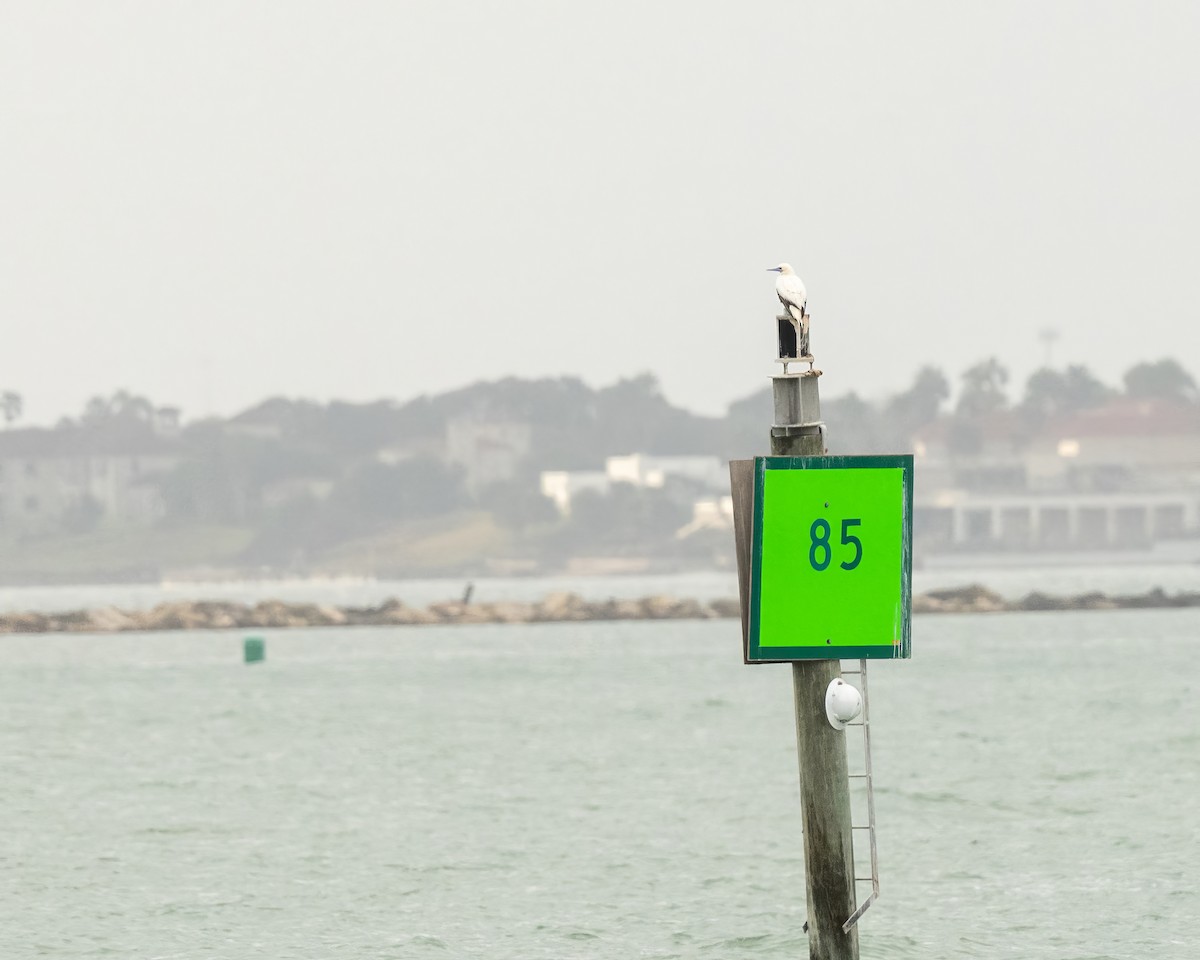 Red-footed Booby - ML646070515