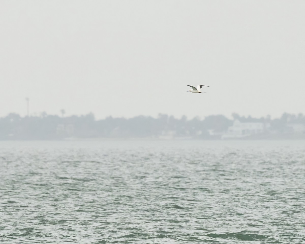 Red-footed Booby - ML646070516