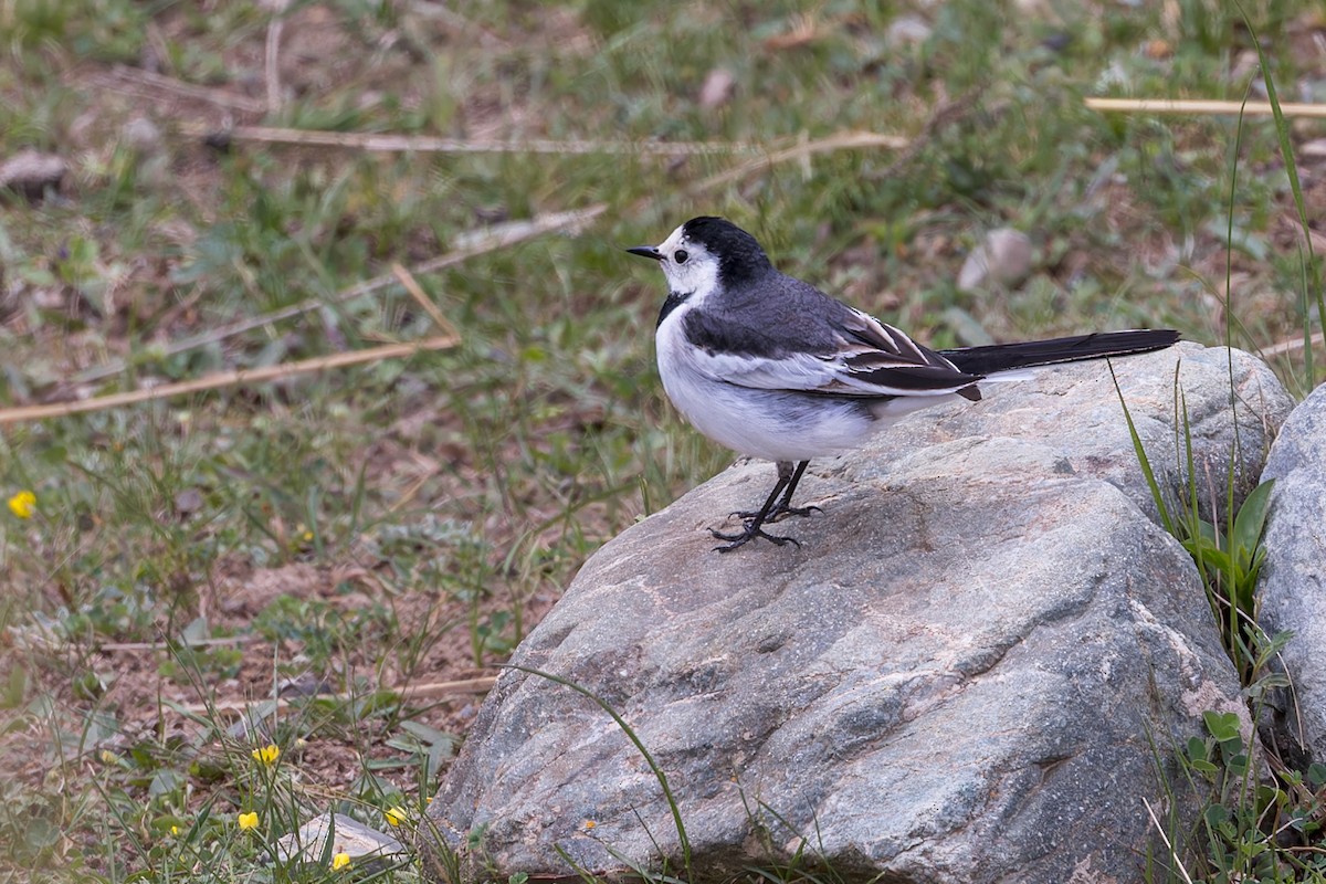 White Wagtail (Chinese) - ML646070517