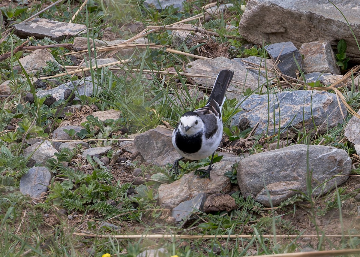 White Wagtail (Chinese) - ML646070518