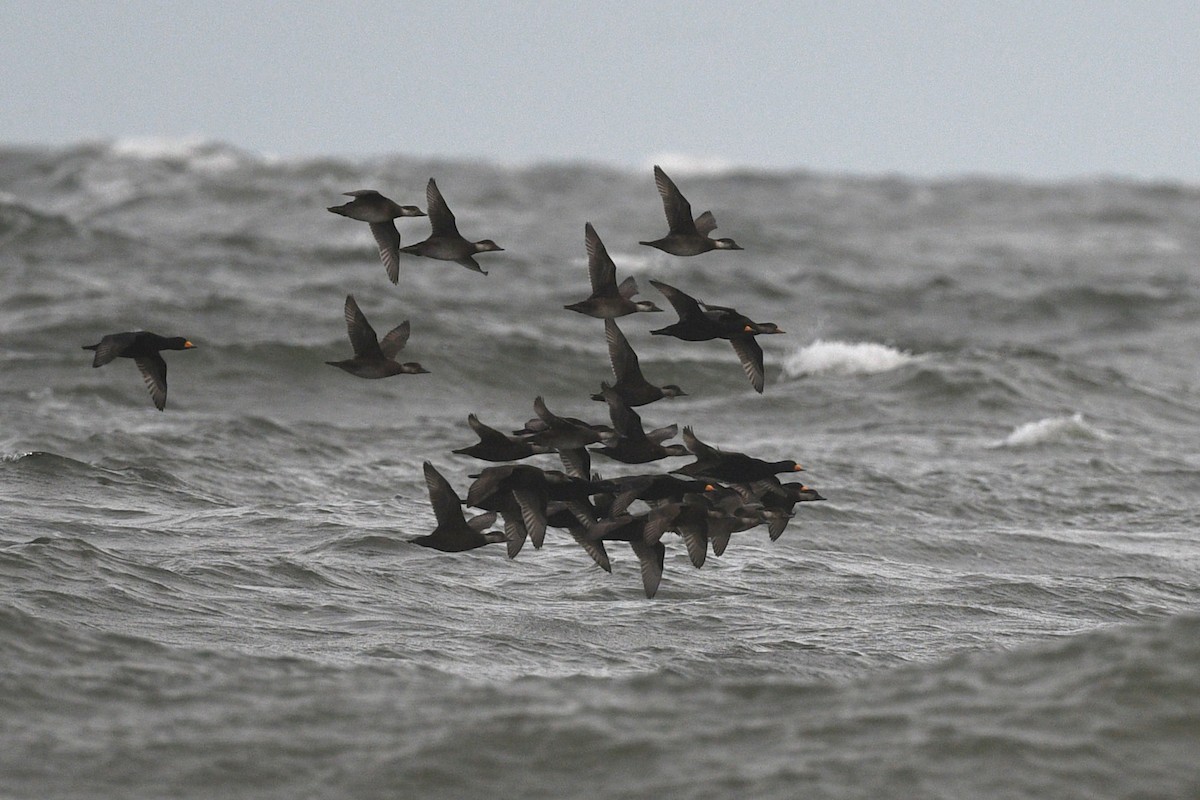 turpan žlutozobý - ML646070519