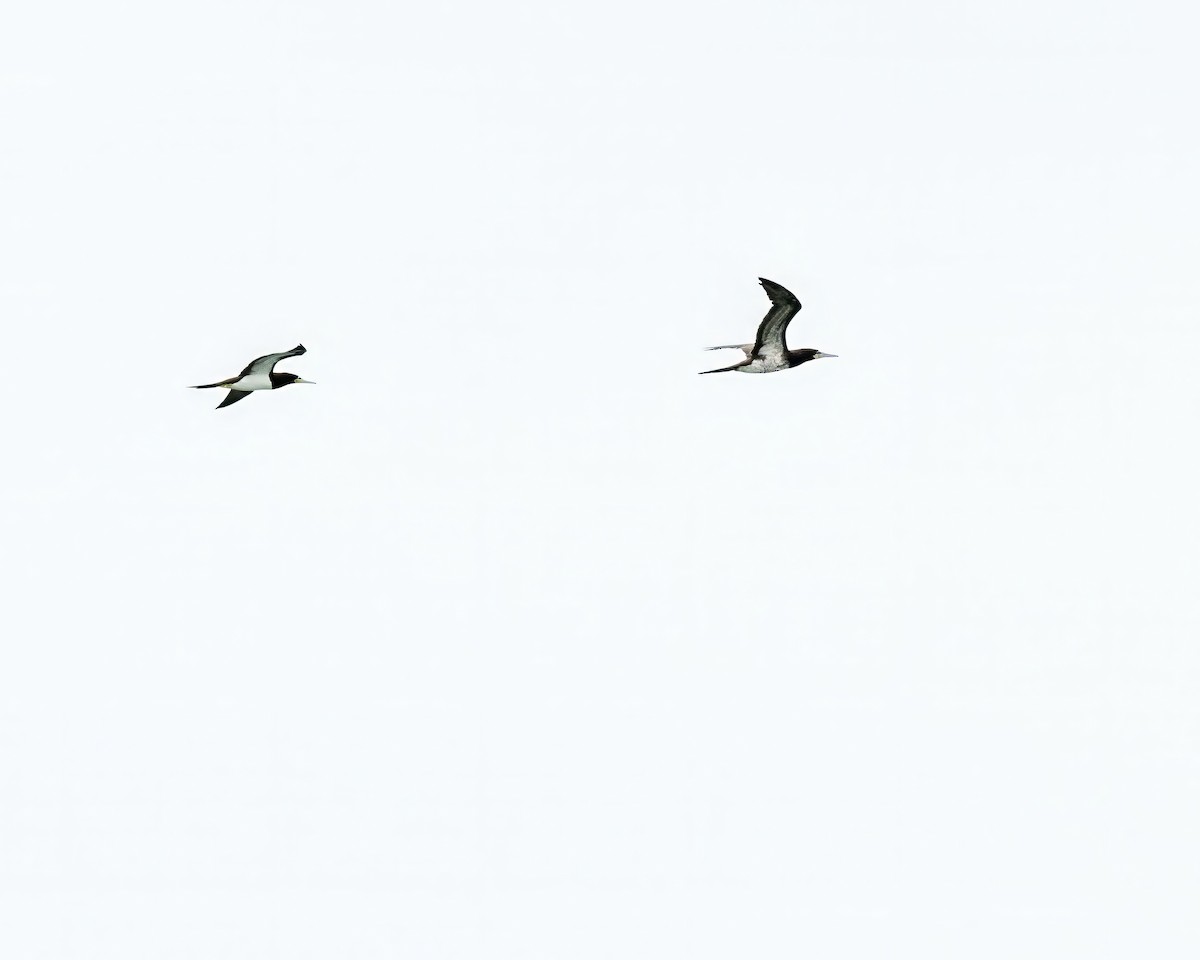 Brown Booby - ML646070521