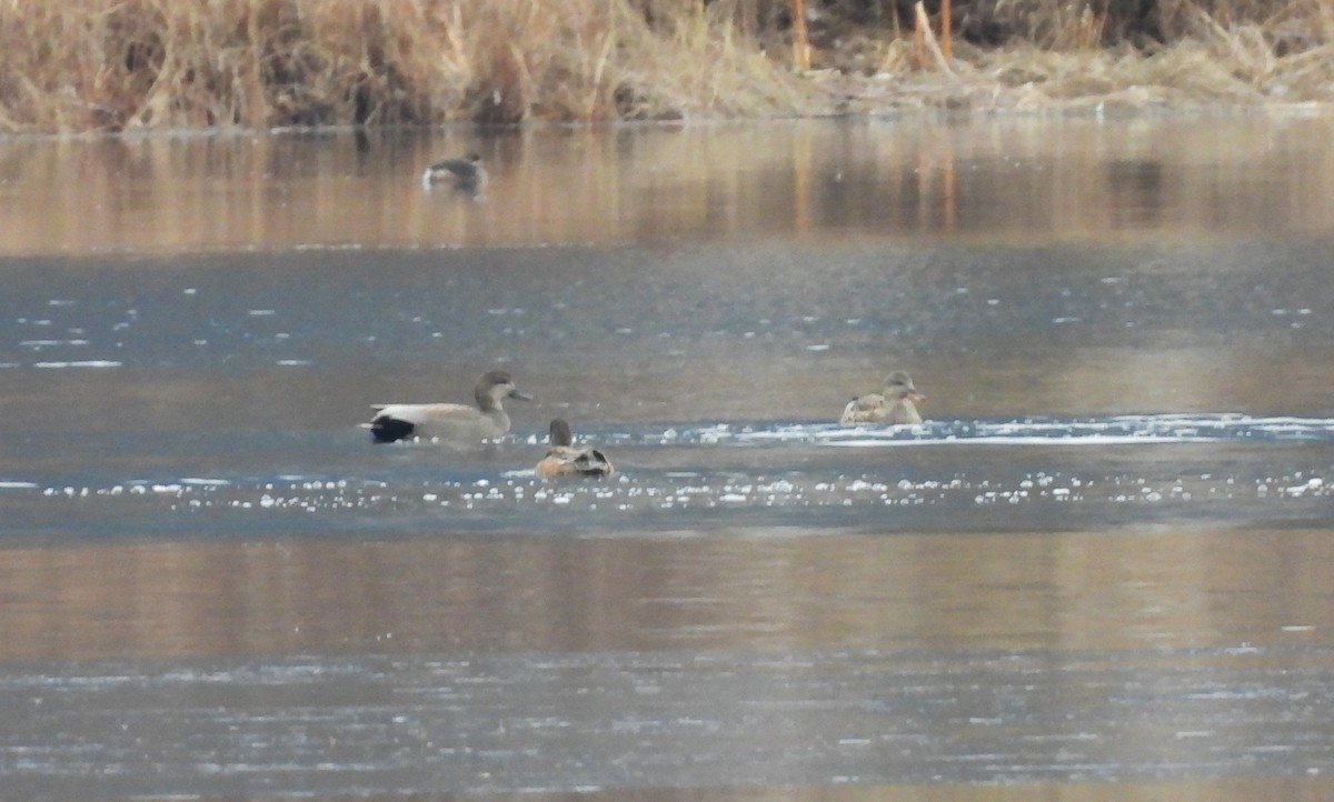 Серая утка - ML646070522