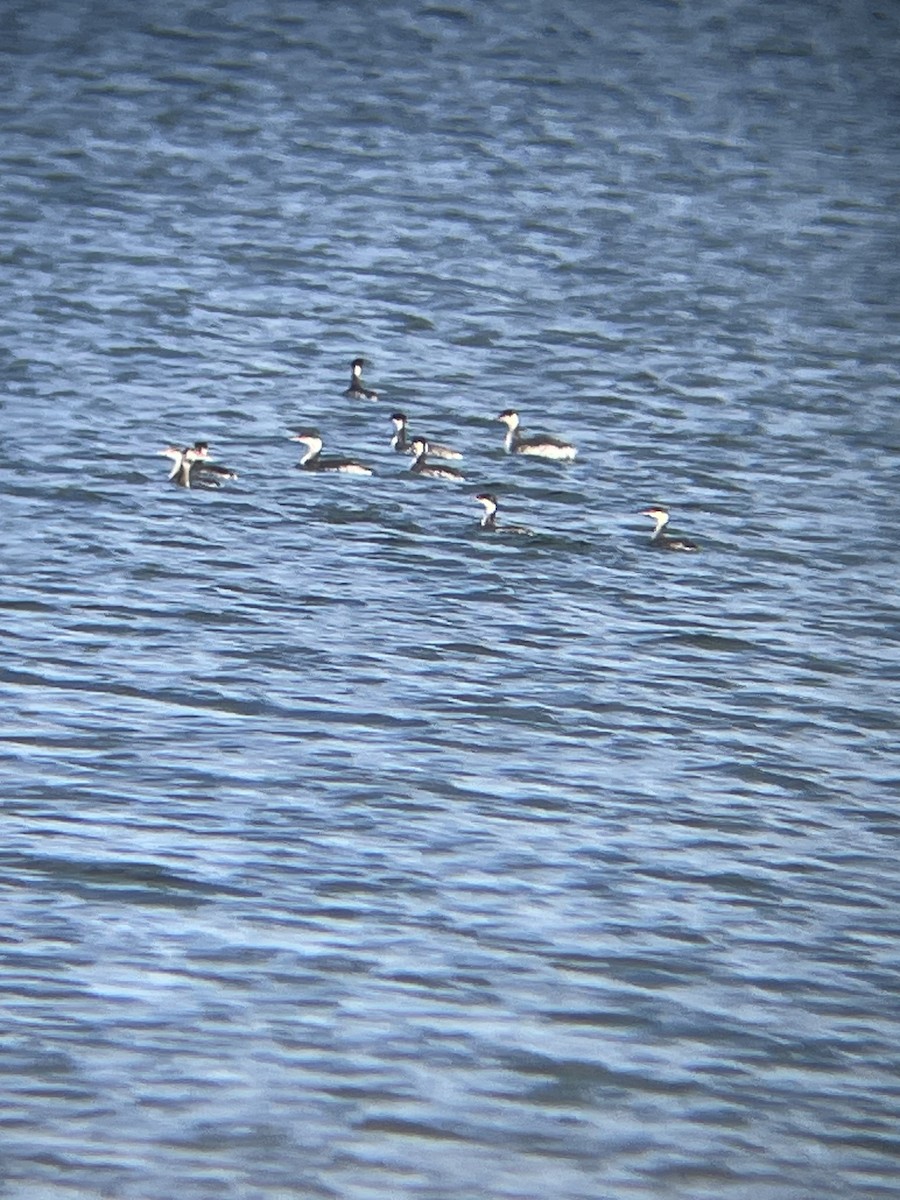 Horned Grebe - ML646070524
