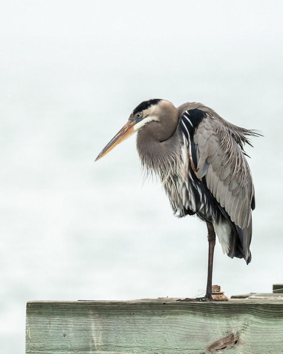 Great Blue Heron - ML646070528