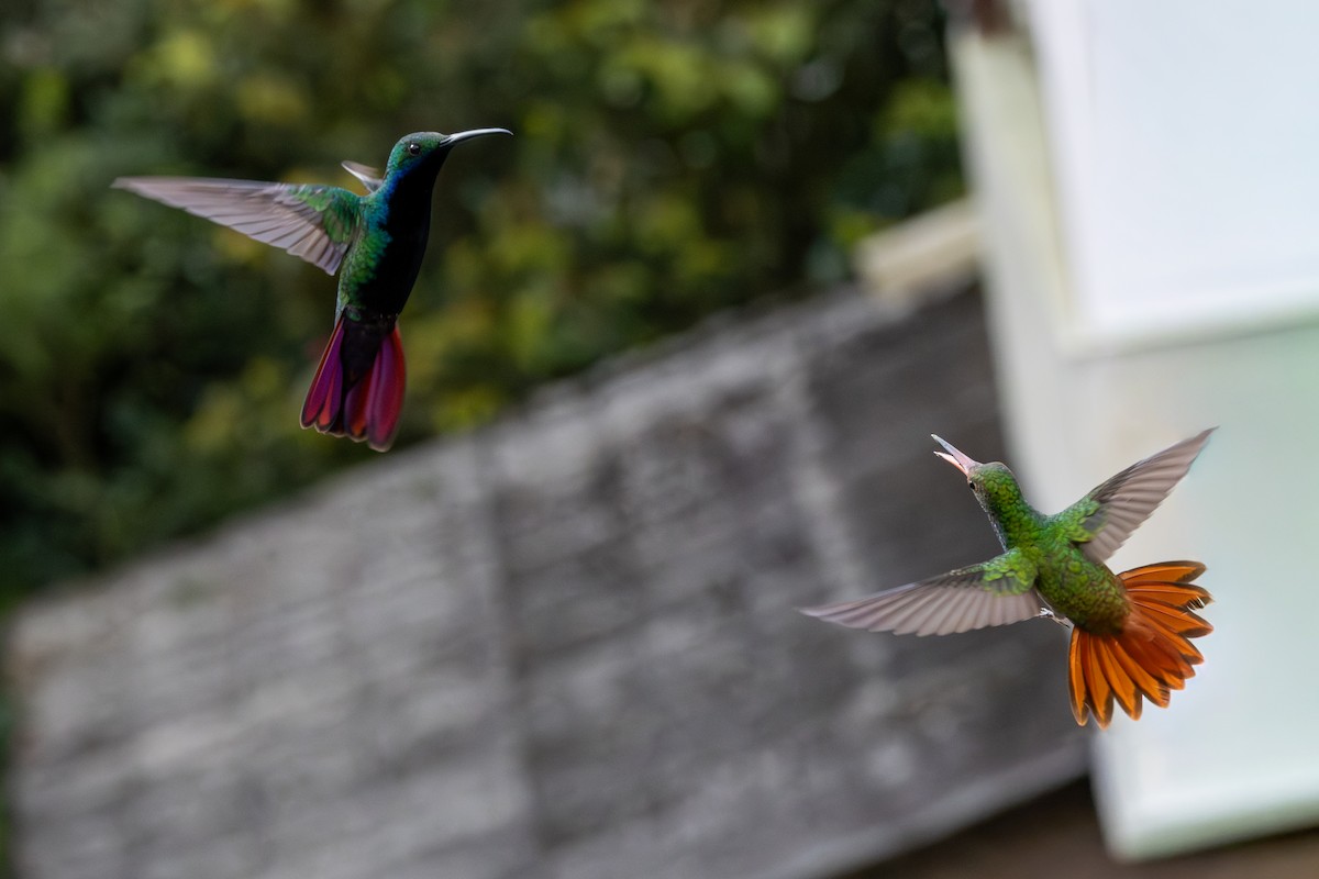 Black-throated Mango - ML646070531