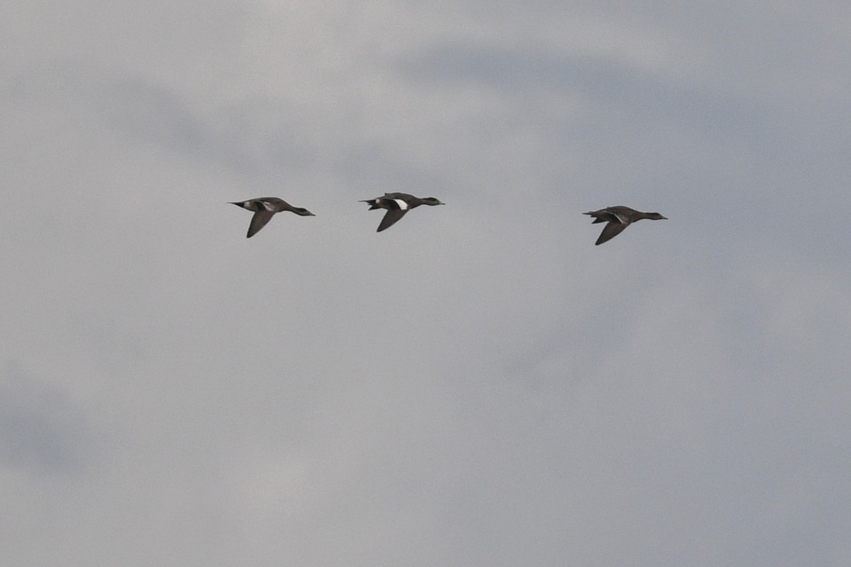 American Wigeon - ML646070539