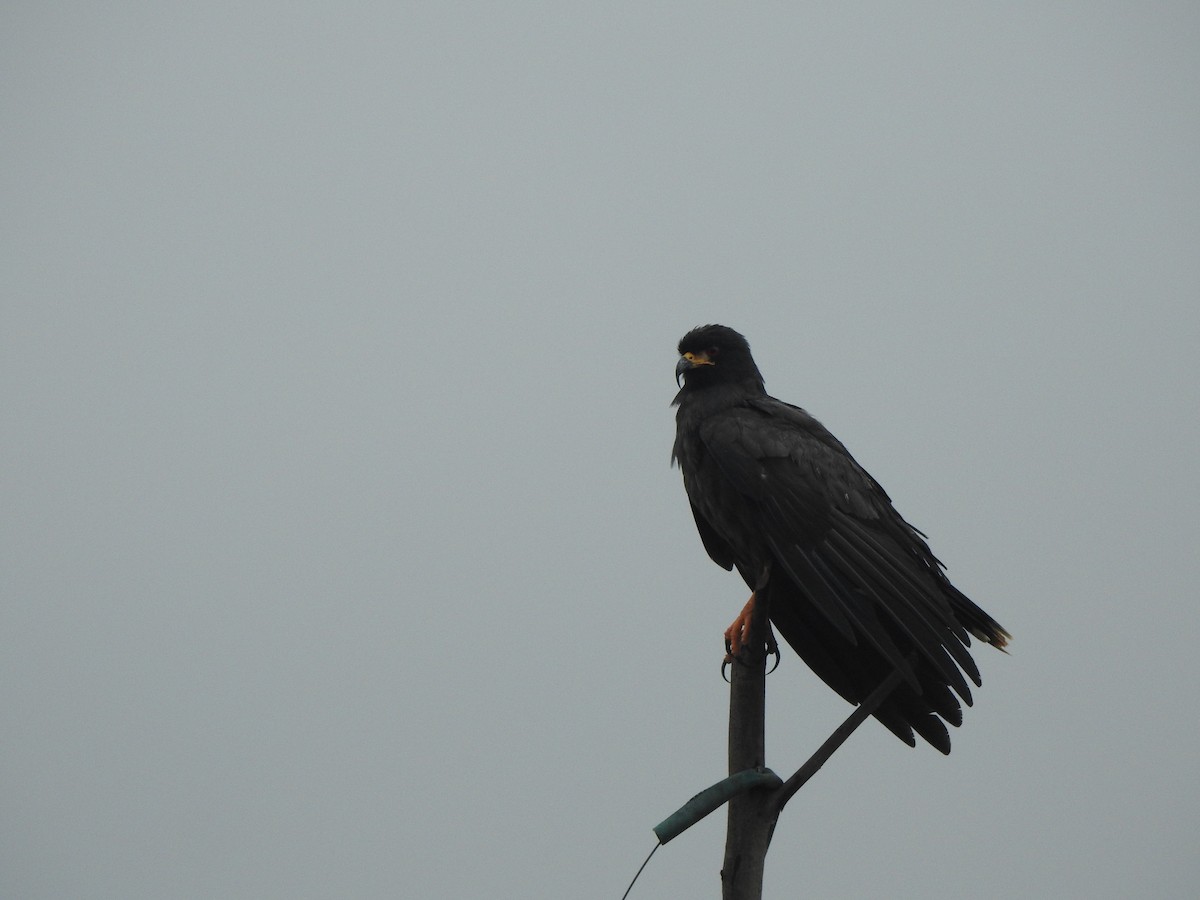 Snail Kite - ML646070541
