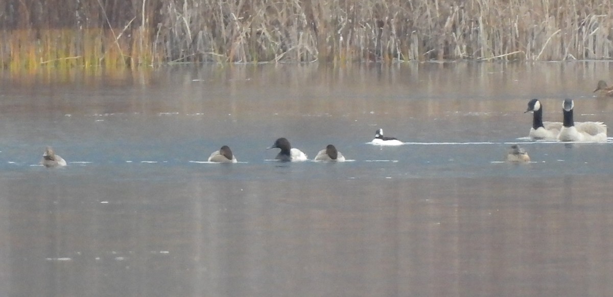 Büyük Elmabaş - ML646070543