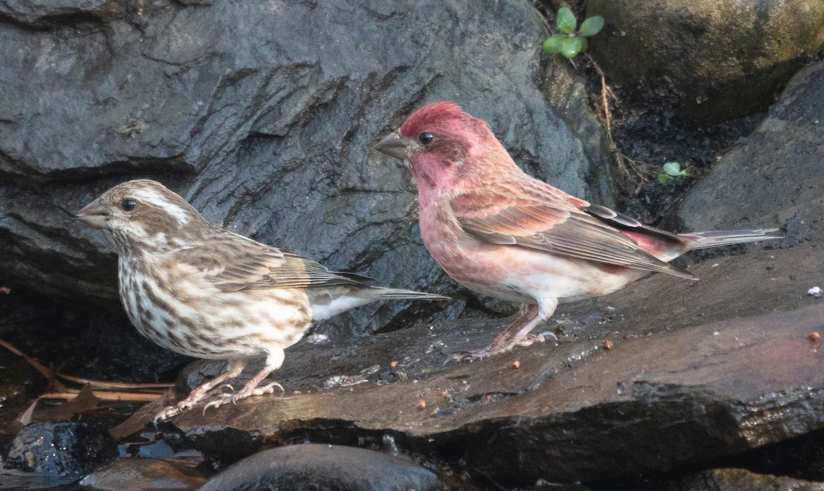 Purple Finch - ML646070544