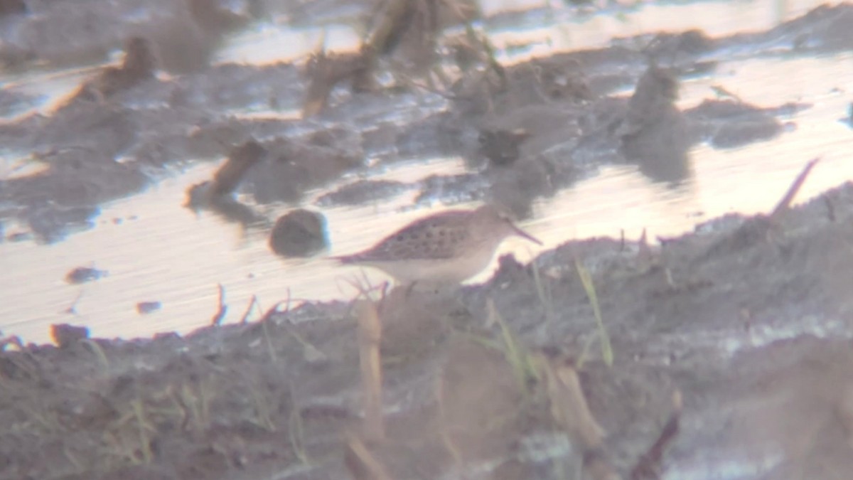 Бонапартов песочник - ML646070548