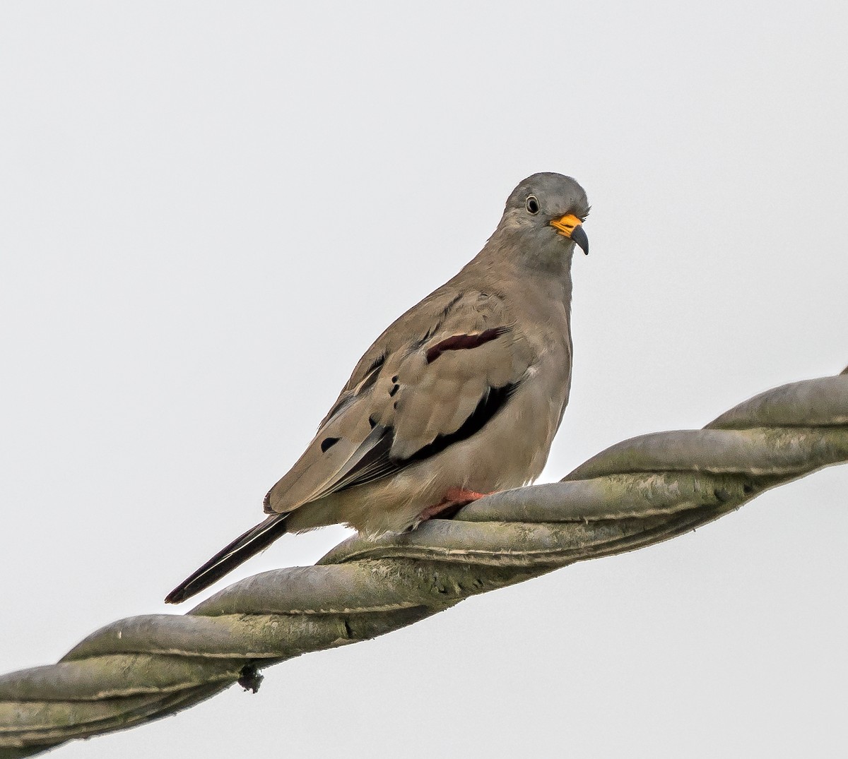 Croaking Ground Dove - ML646070549