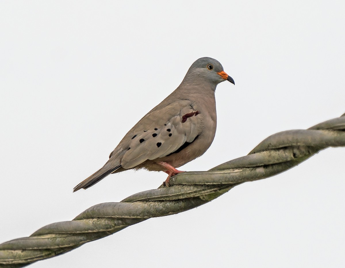 Croaking Ground Dove - ML646070550