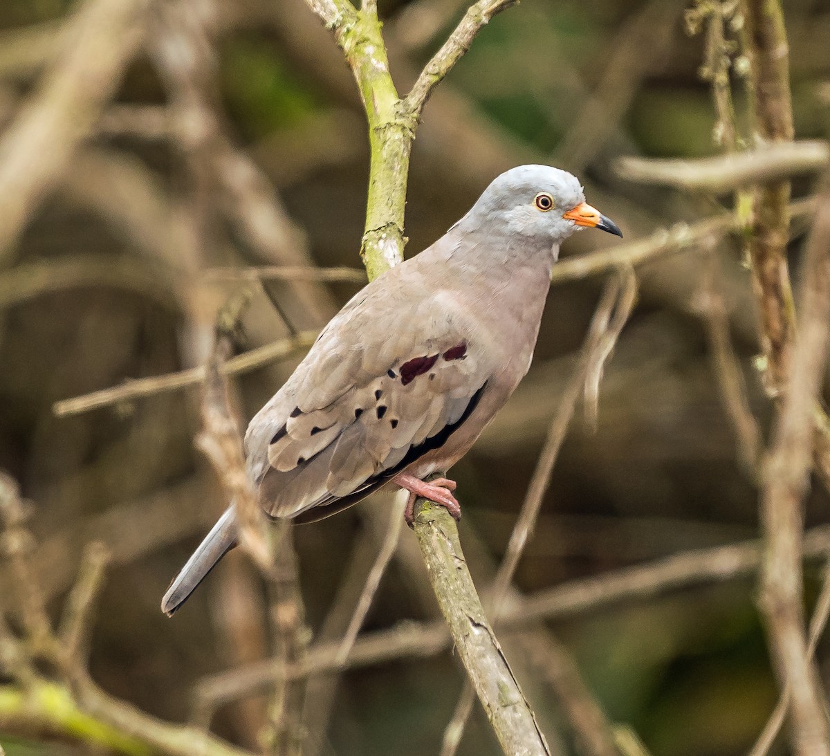 Croaking Ground Dove - ML646070551