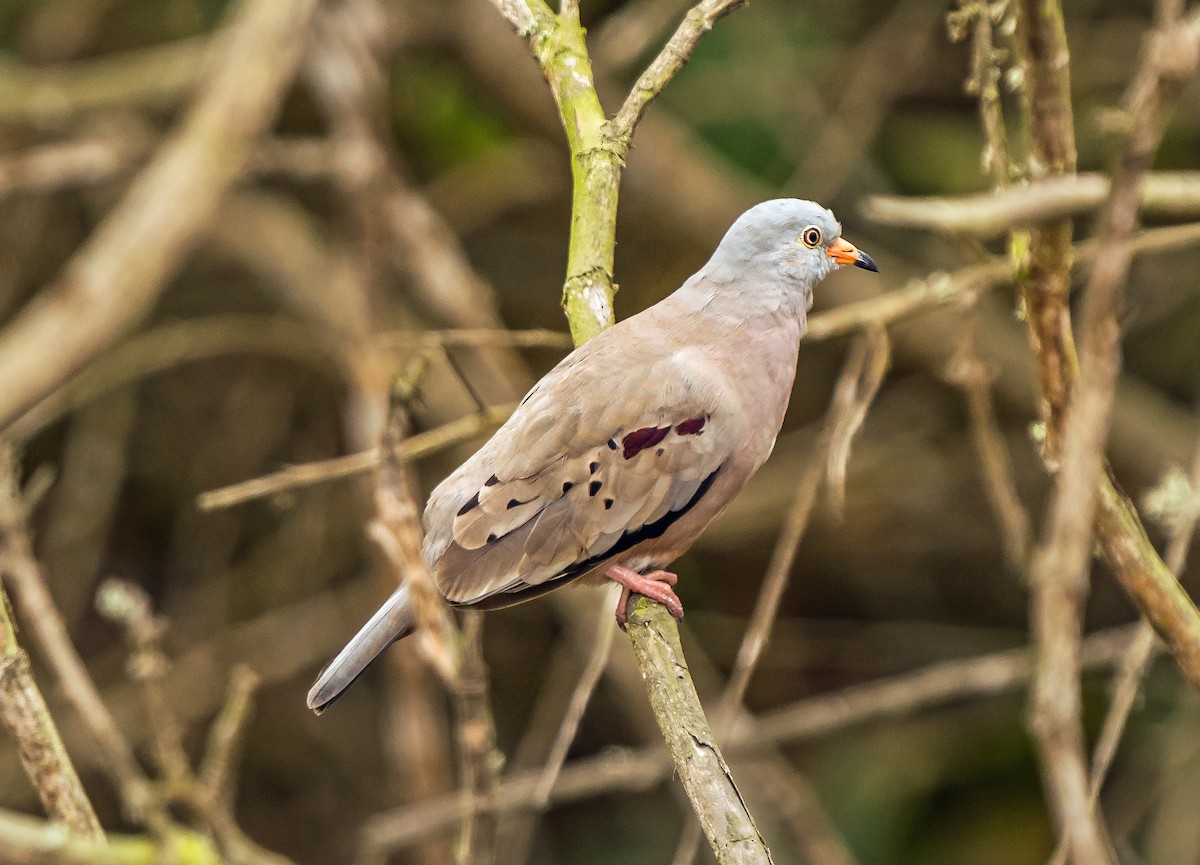 Croaking Ground Dove - ML646070552